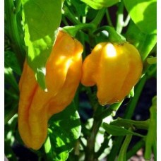 Devil's Tongue Yellow Chilli Seeds